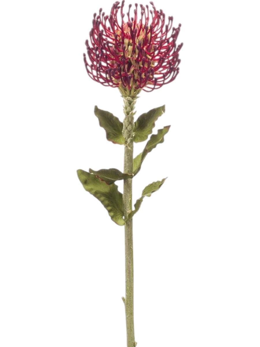 Artisanal Burgundy Nodding Melic – 65cm Architectural Grass Stem