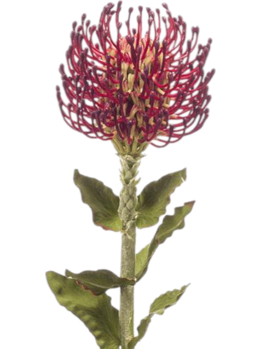 Artisanal Burgundy Nodding Melic – 65cm Architectural Grass Stem