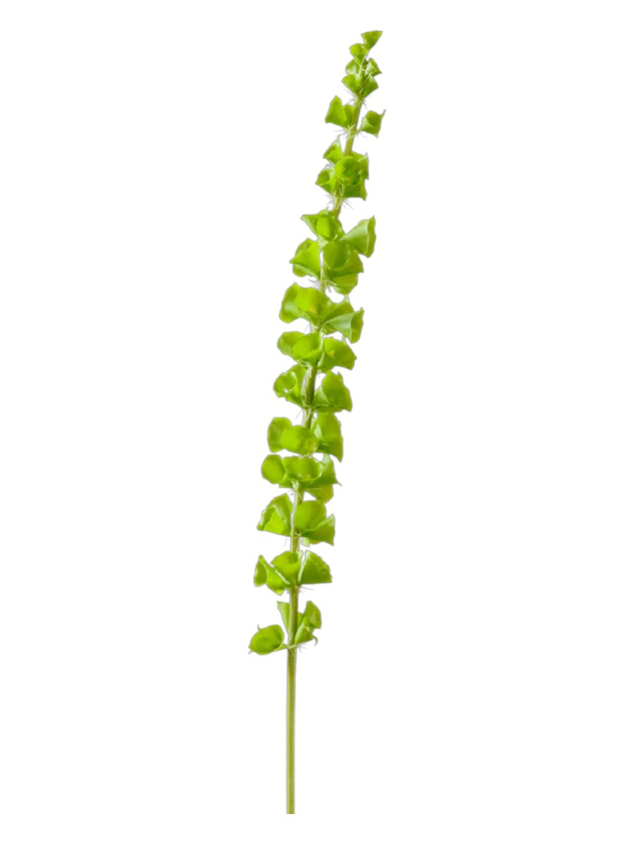 Architectural Green Moluccella (Bells of Ireland) – 82cm Realistic Floral Stem