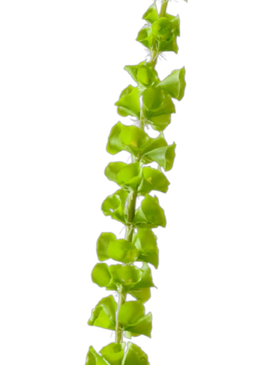Architectural Green Moluccella (Bells of Ireland) – 82cm Realistic Floral Stem