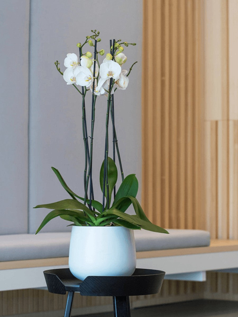 Fiberstone 18cm Architectural Tapered Pot