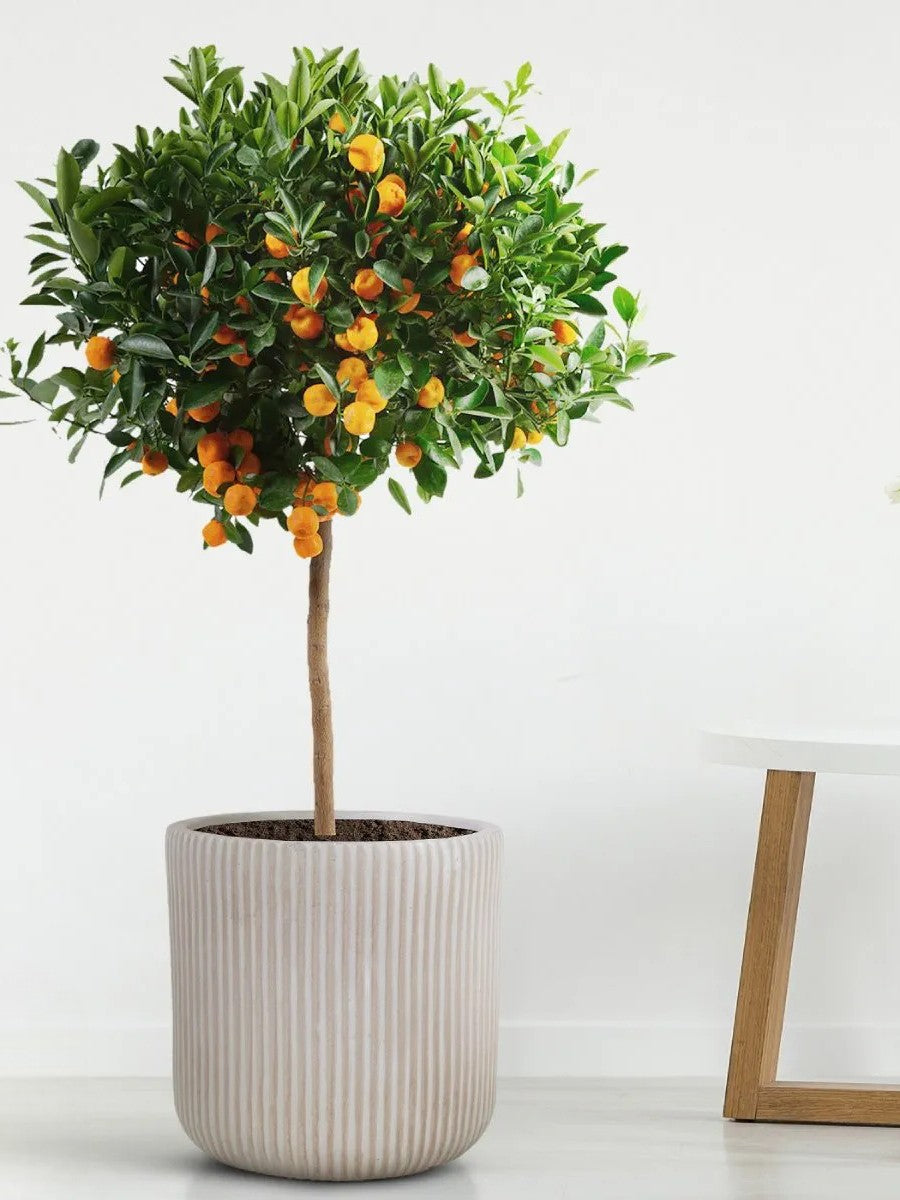 Fiberstone 30cm Architectural Ribbed Planter